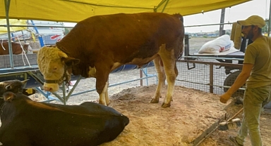 1 ton 75 kilogram ağırlığındaki dana 135 bin liraya satıldı