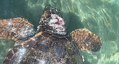 Alanya'da deniz kıyısında yaralı bulunan caretta caretta tedavi ediliyor