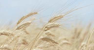 Arpa ve buğday hasadı başladı