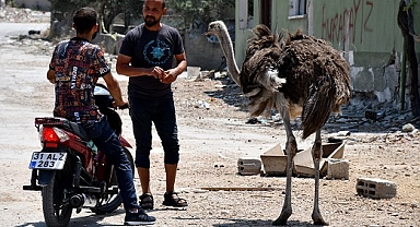 Depremden kurtarıp tedavi ettirdiği deve kuşlarına bakıyor