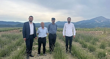 LAVANTA BAHÇESİ YEŞERİYOR