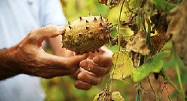 Tropikal meyve kiwano üreticiye gelir kapısı oldu