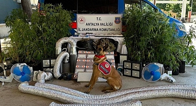Uyuşturucu operasyonlarında 79 şüpheli yakalandı