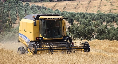 Arsuz'da buğday hasadı devam ediyor