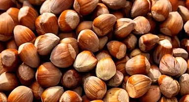 Kuzenler kurdukları kadın kooperatifiyle fındığa değer katıyor