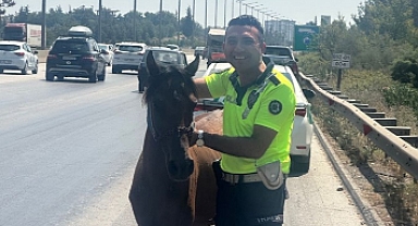 Otoyolda sahipsiz dolaşan at barınağa teslim edildi