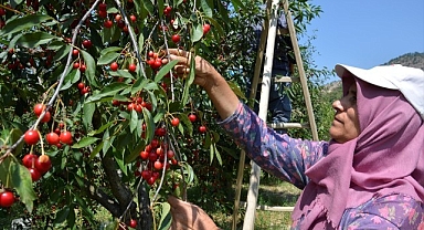 Yaylalarda vişne hasadı başladı