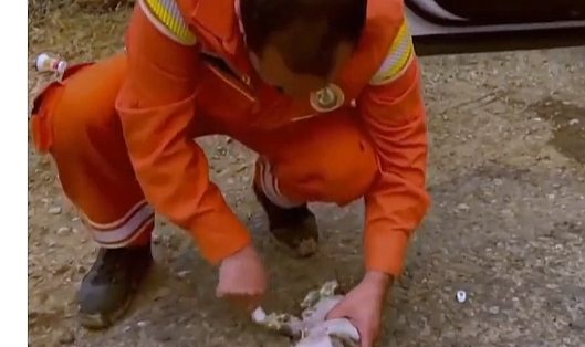 YEŞİL VATAN'IN VE TÜM CANLILARIN MERHAMETE İHTİYACI VAR