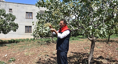 ATIL ARAZİ FISTIK BAHÇESİNE DÖNDÜ