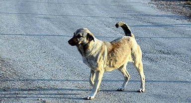 BAŞIBOŞ KÖPEK SORUNU BÜYÜYOR