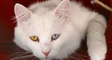 HATAYLILAR ANKARA KEDİSİNİ ÇOK SEVDİ
