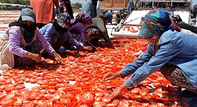 HATAYLILAR RAĞBET GÖSTERİYOR K. MARAŞ’TA DOMATES HAZIRLIĞI