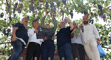 Üzüm hasadı yapıldı