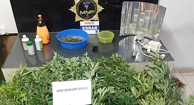 Evde uyuşturucu yetiştiren 2 zanlı yakalandı