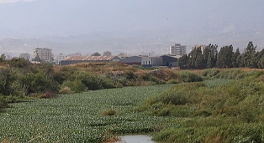 Hatay'da Asi Nehri'ni yeniden su sümbülleri kapladı