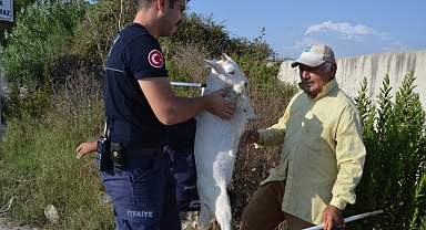 Kuyuya düşen oğlağı itfaiye kurtardı