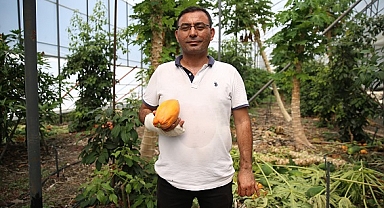 Tropikal meyve üreticileri, daha az su ve bakım isteyen papayayı sevdi