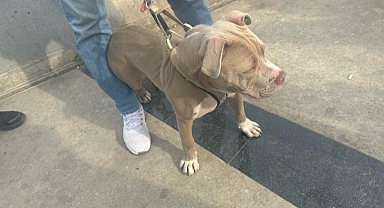 Yılbaşından bu yana 143 yasaklı ırk köpek, hayvan bakımevine bırakıldı