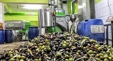 Altınözü'nde Zeytin Hasadı Start Aldı