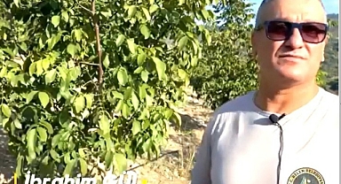 Başkan Gül, Ceviz Topladı