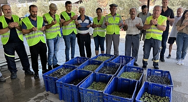 Hasat edilen zeytinin sıkımına başlandı