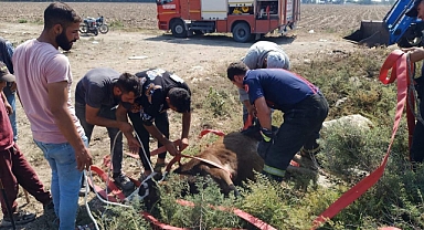 Hatay'da kuyuya düşen buzağıyı itfaiye kurtardı