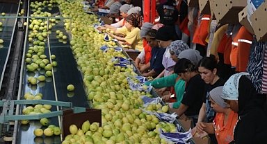İklim Şartlarının Uygun Gitmesi Narenciyede Rekolte Beklentisini Artırdı