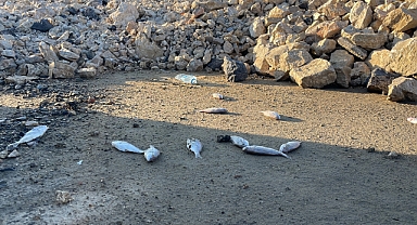 İskenderun Sahili'nde Balık Ölümlerine İnceleme Başlatıldı