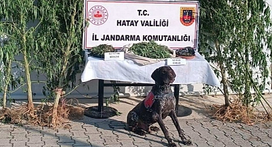 Jandarma’dan Kenevir Operasyonu