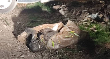 Kan Donduran Cinayet