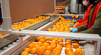 Satsuma Mandalinada İhracat Hedefi 250 Milyon Dolar