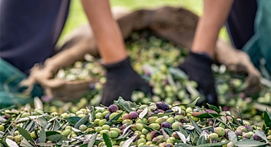 Sofralık Zeytin İhracatı 100 Bin Tonu Aştı