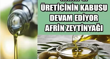 TAĞŞİŞ ZEYTİNYAĞI FURYASI YİNE PATLAK VERDİ