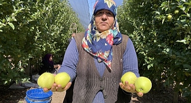 Üreticiler elma hasadı mesaisinde