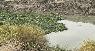 Asi Nehri'ni Yeniden Su Sümbülleri Kapladı