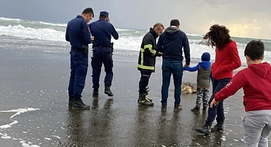 HATAY’DA ÖLÜ CARETTA CARETTA SAHİLE VURDU