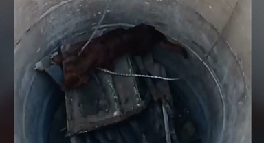 Kuyuya Düşen Köpek Kurtarıldı