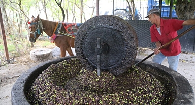 Taş Değirmen, Zeytinyağında Lezzeti Ve Kaliteyi Artırıyor