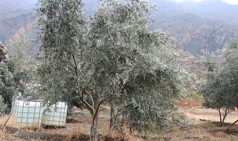 YETİŞMEZ DEMİŞLERDİ  GEÇİM KAYNAĞI OLDU