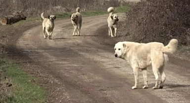 3 BAKANLIK ONLAR İÇİN TEYAKKUZDA
