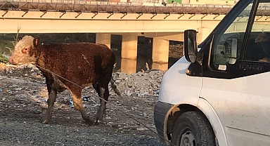 Asi Nehri'ne düşen büyükbaş hayvan kurtarıldı