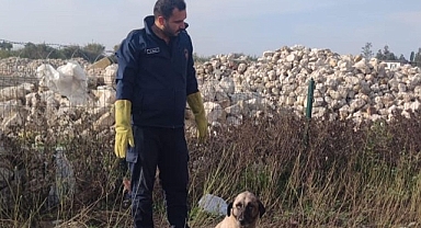Hatay'da kuyuya düşen sahipsiz köpeği itfaiye çıkardı
