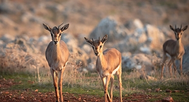 Koruma Altına Alınan Gazella Gazella Sayısı Artıyor