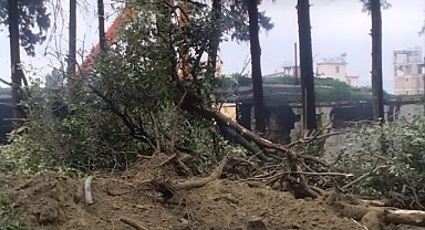 Ağaç Katliamına Tepki