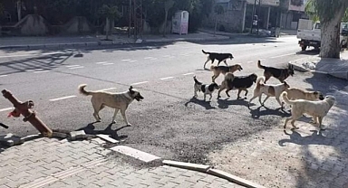 BAŞIBOŞ KÖPEK SORUNU ÇÖZÜLEMİYOR