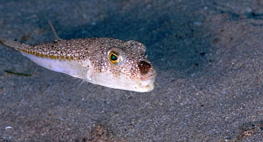 Hatay'da Balon Balığı Kuyruk Alımları Başladı