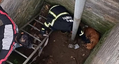 Hatay'da kuyuya düşen sahipsiz köpeği itfaiye kurtardı