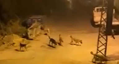SOKAK KÖPEKLERİ HAMİLE KADINA SALDIRDI AYAĞI KIRILAN KADININ HAMİLELİĞİ RİSKE GİRDİ