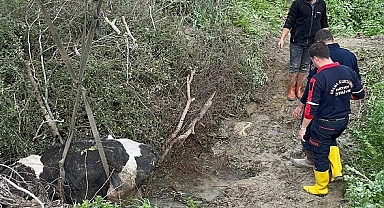 Hatay'da su kanalına düşen ineği itfaiye kurtardı