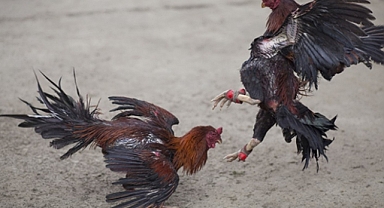 Horoz dövüştüren 108 kişiye para cezası verildi